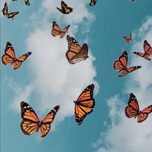 Meet your Posher, Kyra